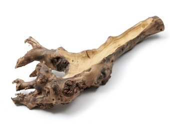 Moerbeiwortel hol 40-50 cm