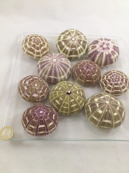 Zee egels Alfonso XL 8-10 cm 10 st.