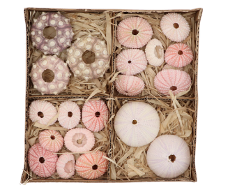 Zee egels mix 20 st.