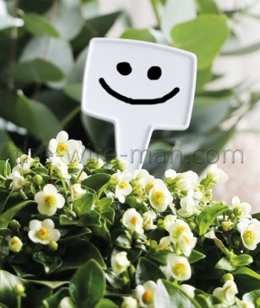 Plantensteker 12 st. Zwart