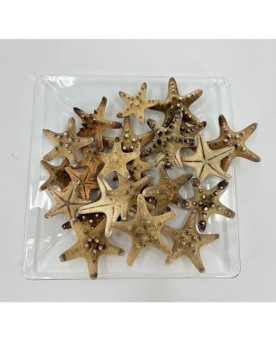 Zeesterren Rhinoceros Naturel 5-7 cm 25 st.