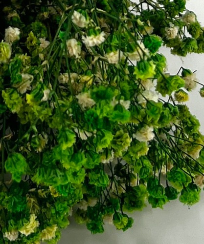 Gipskruid-Gypsophila-appel-groen-droogbloemen-bloemschikken