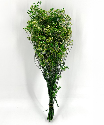 Gipskruid-Gypsophila-appel-groen-droogbloemen-bloemschikken