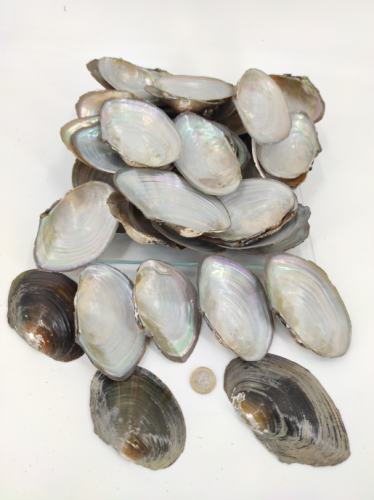 Macabebe 10-12 cm 1 kg.