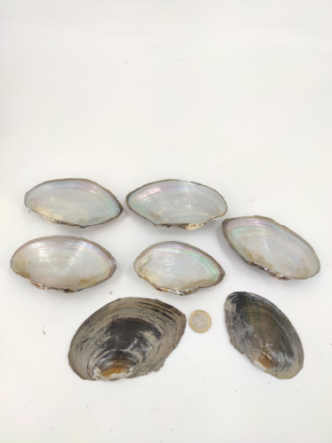 Macabebe 10-12 cm 1 kg.