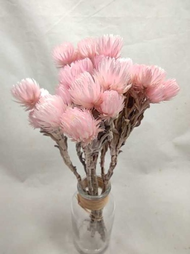 Helichrysum cape lichtroze - Droogbloemen