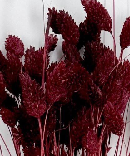Phalaris Bordeaux - Droogbloemen