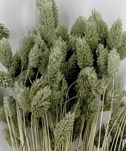 Phalaris ijs groen - Droogbloemen