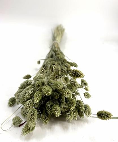 Phalaris ijs groen - Droogbloemen