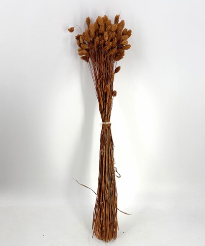 Phalaris terracotta - Trockenblumen