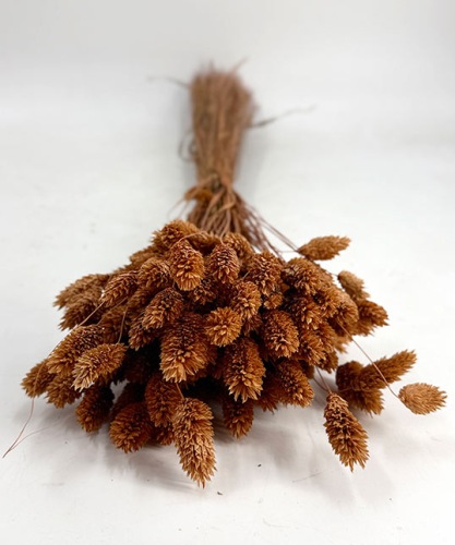 Phalaris terracotta - Trockenblumen