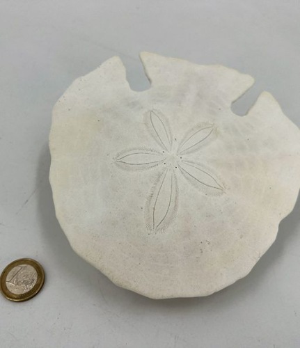 Zanddollar Arrowhead 12-15 cm 4 st.