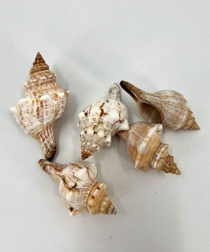 Schelpen Fasciolaria Trapezium 5 st
