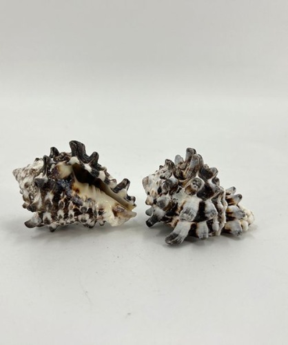 Schelpen Vasum Cornigerum 200 gr.