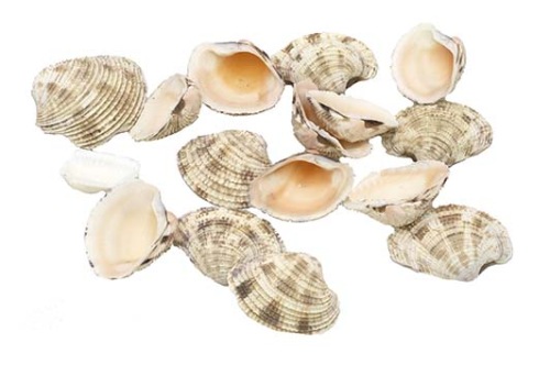 Strandmuschels natur 800 gr.